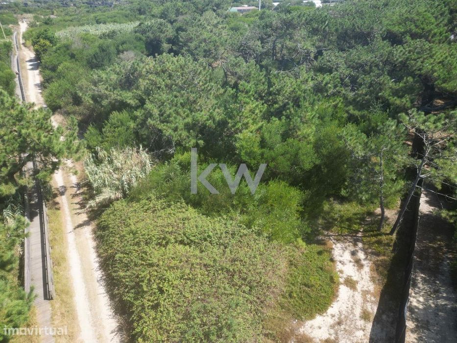 Bouça com pinhal perto da praia na Estela - Póvoa de Varzim
