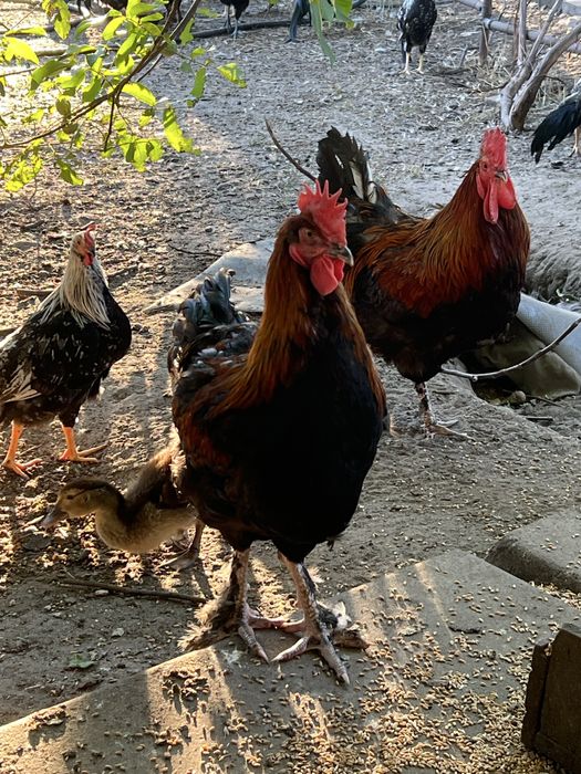 Петухи марана.