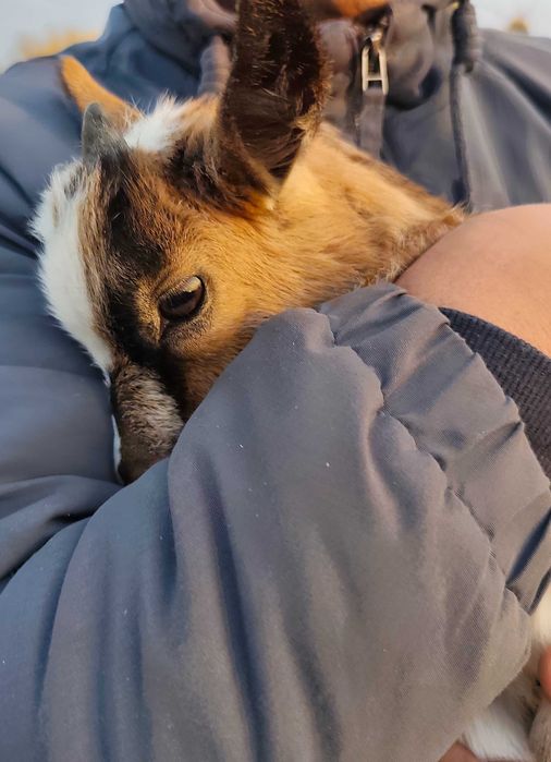 Cabritinho micro anão/ cabras cabrinhas anãs