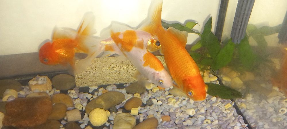 Peixes de água fria