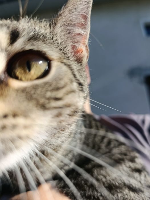 5cio miesięczna kotka do adopcji