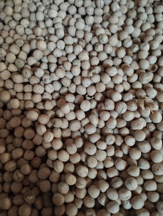 Горох на посів 3 репродукція МАДОННА