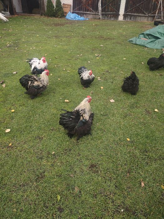 Kochina miniatura koguty