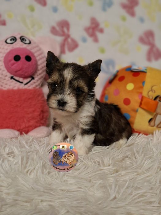 Suczka Yorkshire Terrier White Ocean Pearl