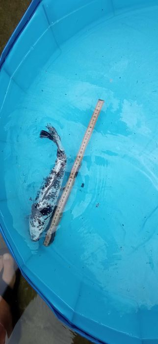 Peixe Carpas koi