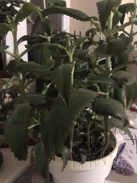 Каланхоє дітки алоє кімнатна мʼята  красула ехеверія