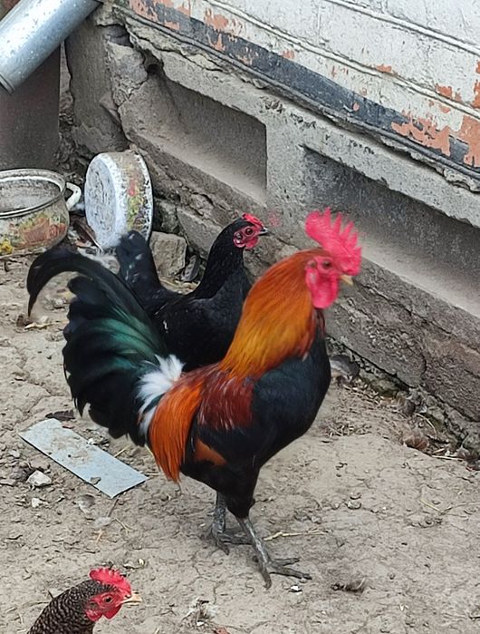 Декоративні кури, півень, петух, карликові кури