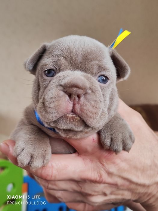 Изабела Нью шейд хлопчики та дівчатка.