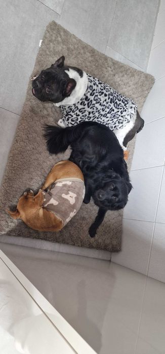 Pet Sitting e Passeios ao Final do Dia – Porto, Gondomar, Valongo e Maia