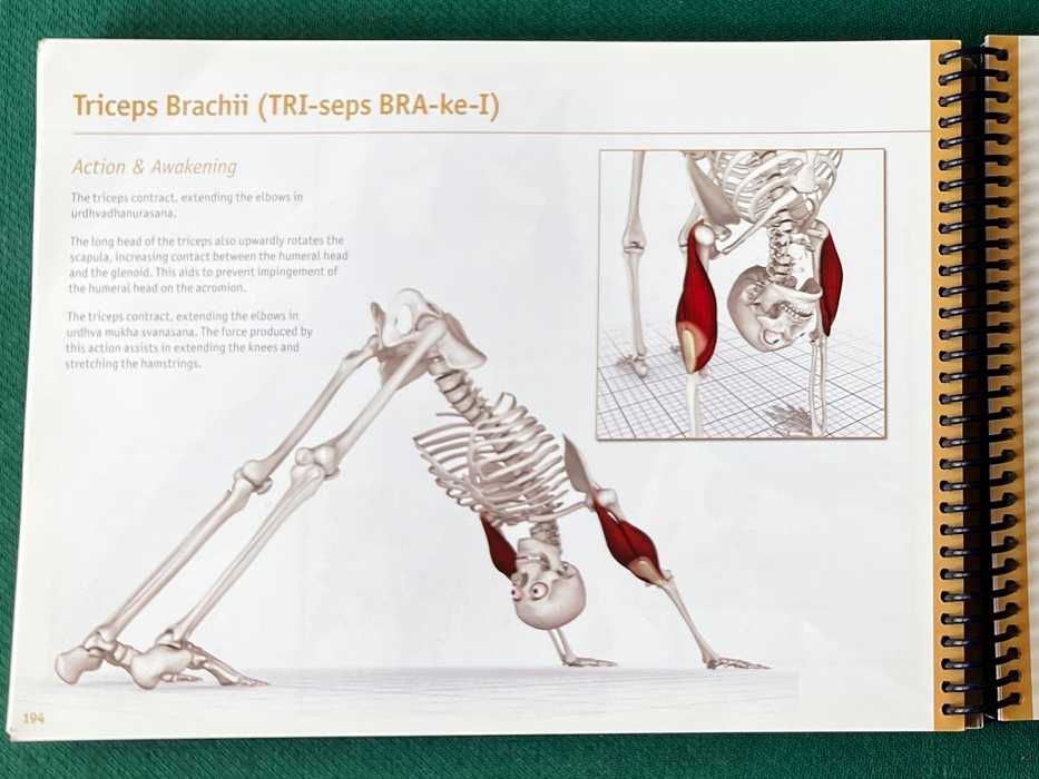 The Key Muscles of Hatha Yoga - Ray Long (vol. 1)64584551233795123