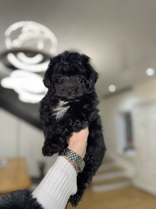 Мальтипу мини девочка ф1 черного окраса