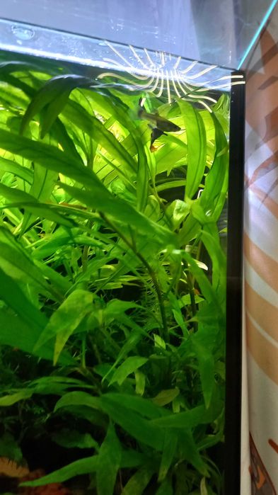 Piękna zielona roślinka do akwarium Hydrophila thailand