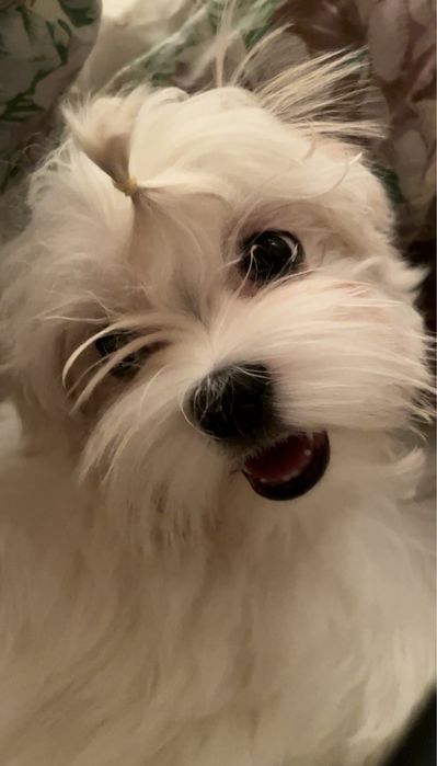 Вязка Мальтезе РАЗВЯЗАН, короткий носик, кукольные глазки, КСУ