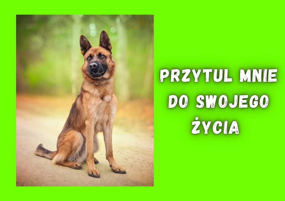 PIKOS - marzy o nowym domu i rodzinie