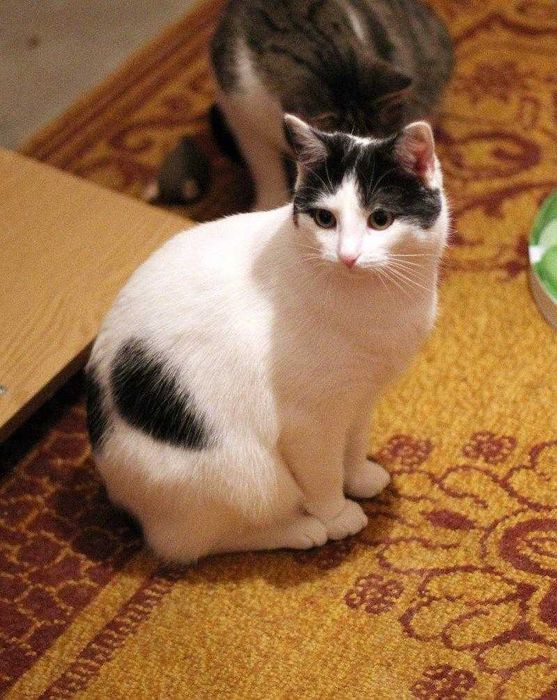 Amelka tak bardzo potrzebuje domku. Adoptuj!!