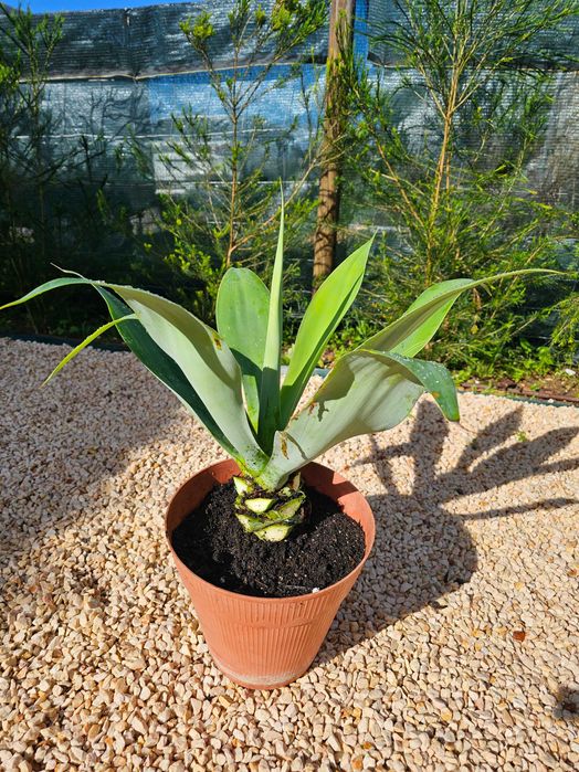 Agave attenuata – Elegante, sem espinhos