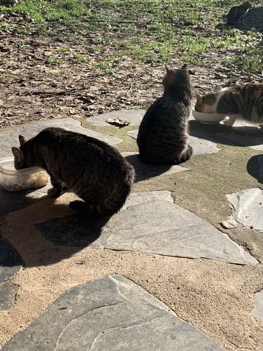 Gatinhos para adoção