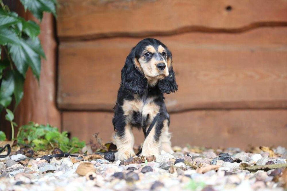 Cocker Spaniel szczeniak