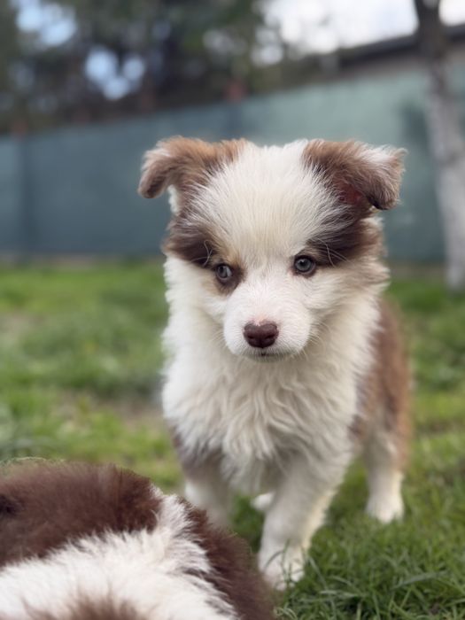 Suczka Border Collie