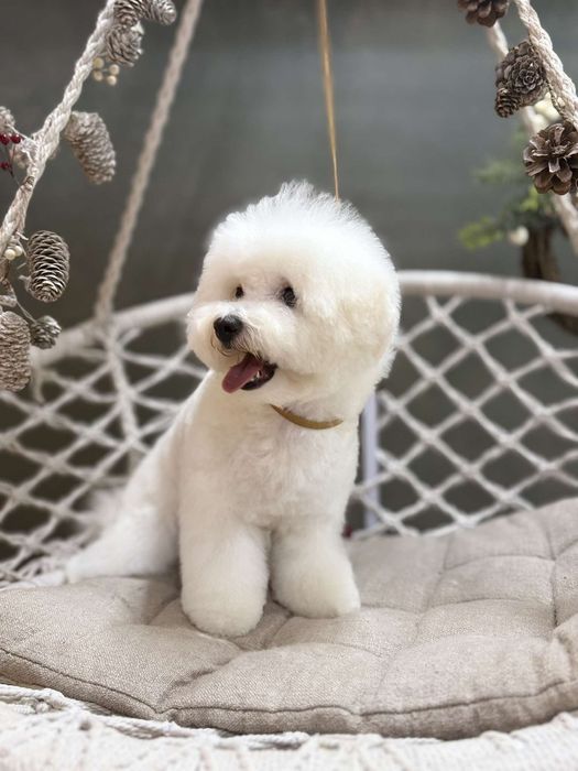 Бишон  фризе  девочки