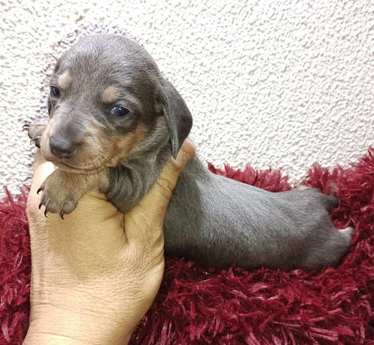 Fêmea teckel mini azul tan