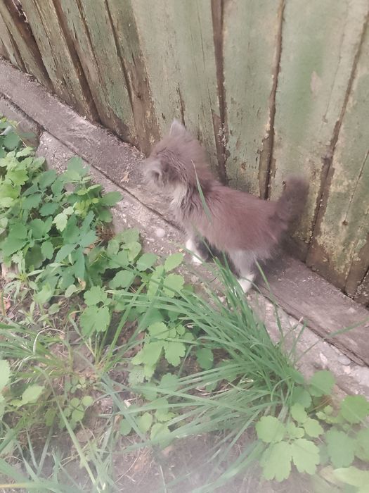 Віддамо Безкоштовно