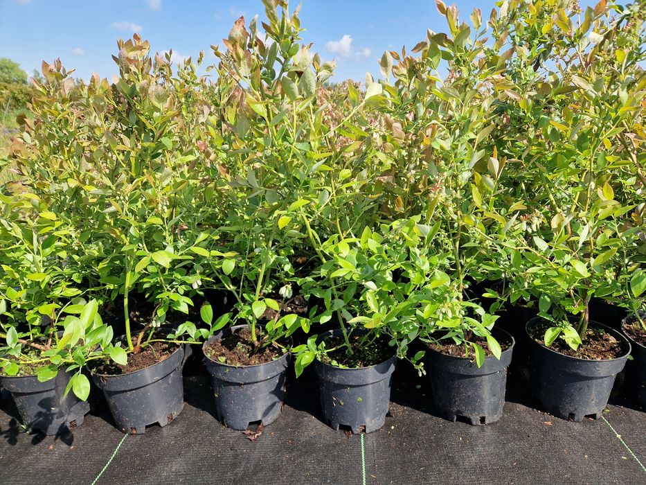 Borówka Draper Liberty PBR Talisman 1,5l