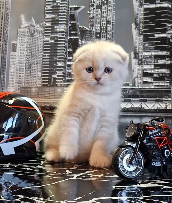 Воспитанные короткошёрстные котята из Одессы