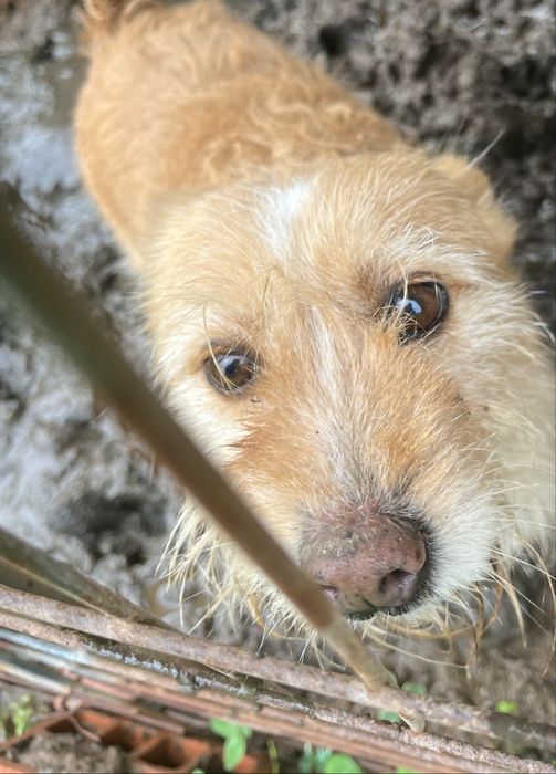 AJUDA- Cadelinha para Adoção