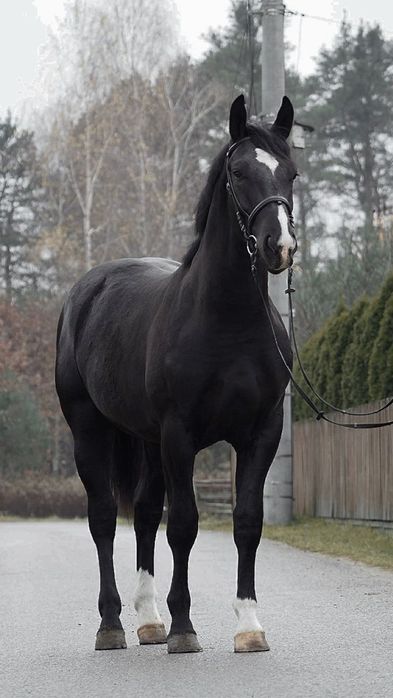 Sprzedam ogierka ślaskiego