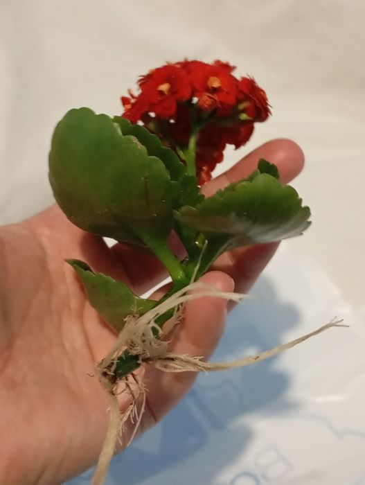 Вазон каланхое розкішний