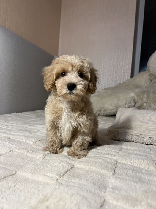 Хлопчик Мальтипу. Київ