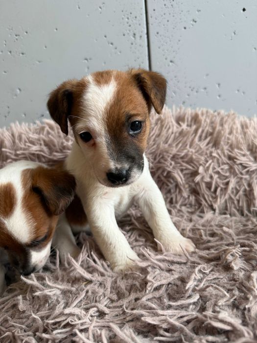 Jack Russell Terrier od # Smartie Jacks # możliwość rezerwacji
