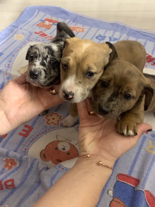 Отдам щенков в хорошие руки