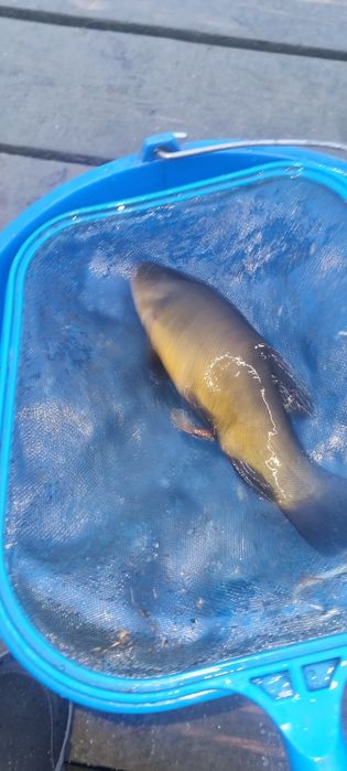 Narybek lina,karpia,amura,Tołpyga,Karaś pospolity