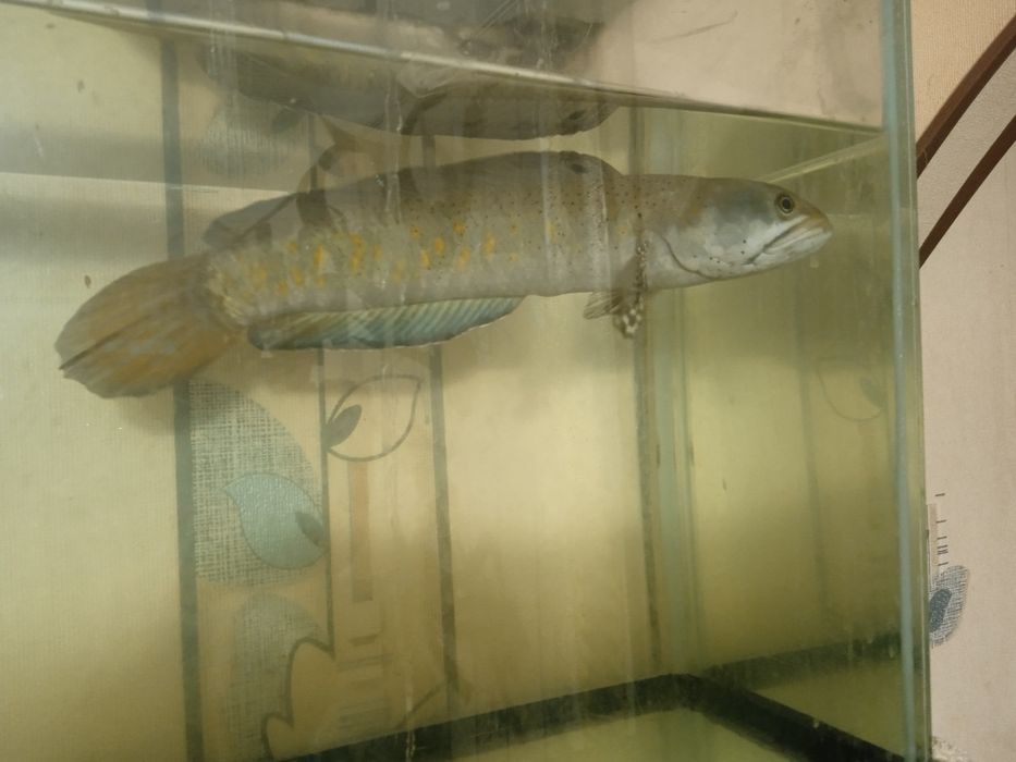 Риба змієголов Channa pulhra