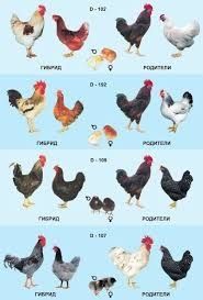 Кури несушки Липовець! Доставка безкоштовна