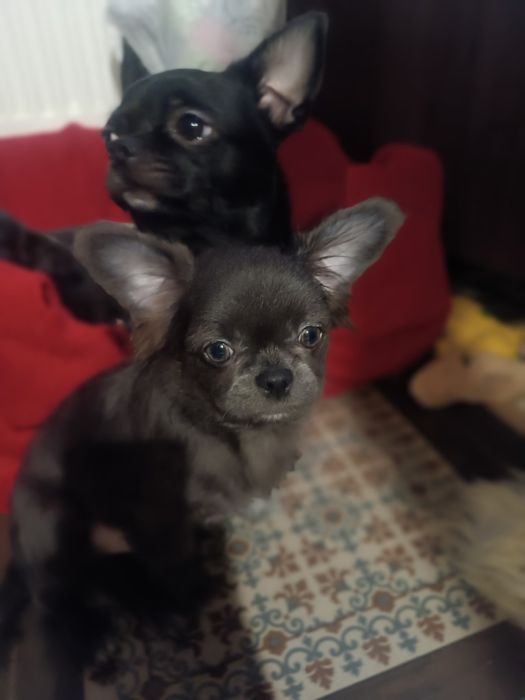 Чудовий малючок шукає кращу родину