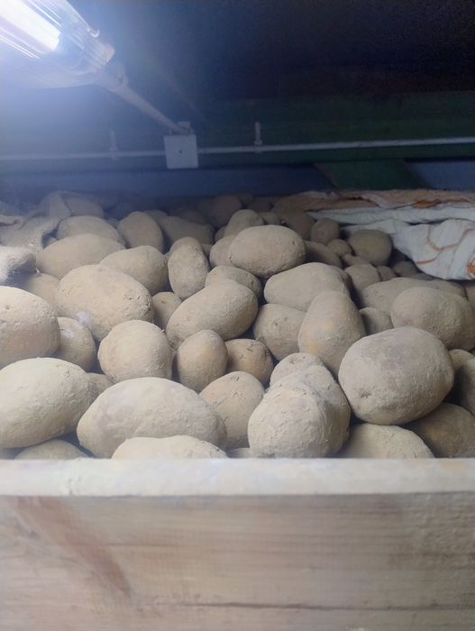 Ziemniaki Soraya ekologiczne sadzone na oborniku duży kaliber