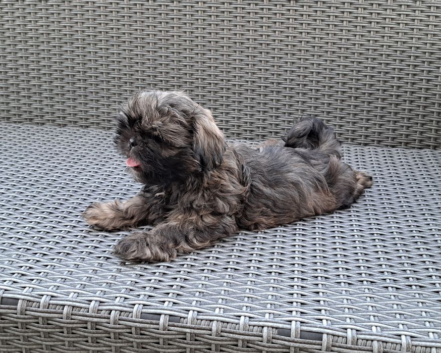 Shih tzu  piesek