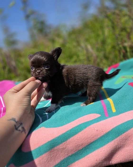 Fantástico!! Chihuahua Macho Chocolate Pêlo Comprido