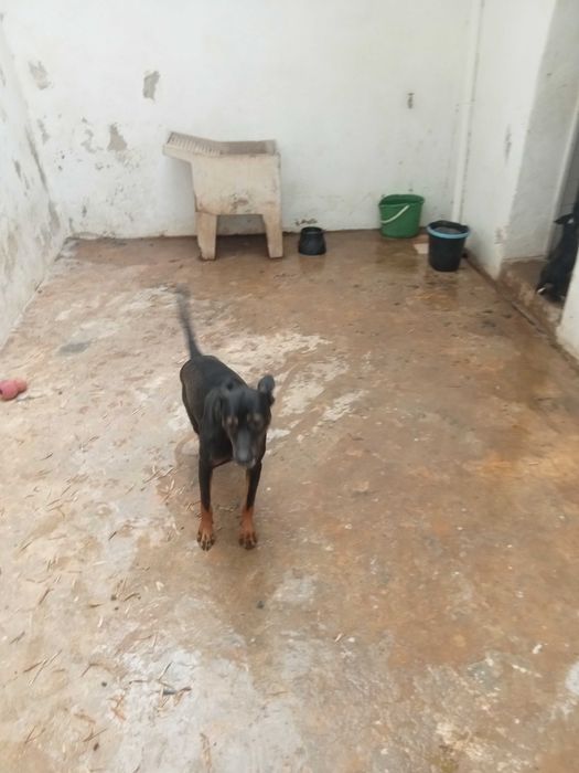 Cão bonito e jovem