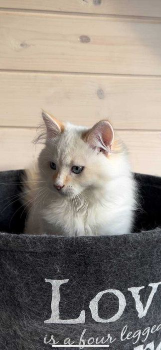 Хлопчик Фелікс порода Невська Маскарадна