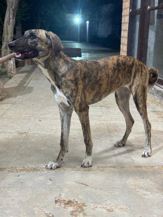 Mocha, szczeniak, pręgowana, mieszaniec charta perskiego saluki