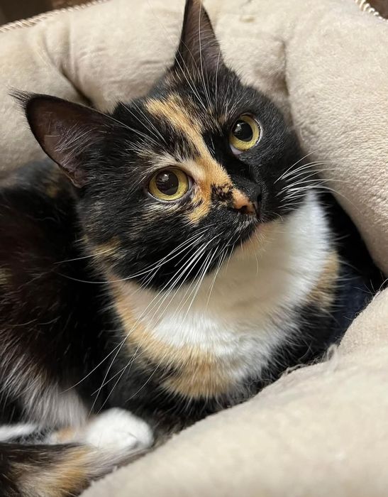 4 letnia  cudowna plamka do adopcji