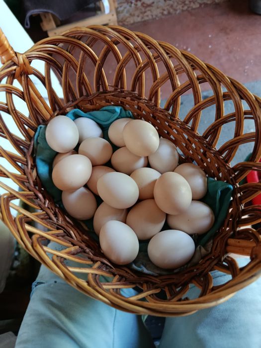 Яйцо инкубационное кур бентамка