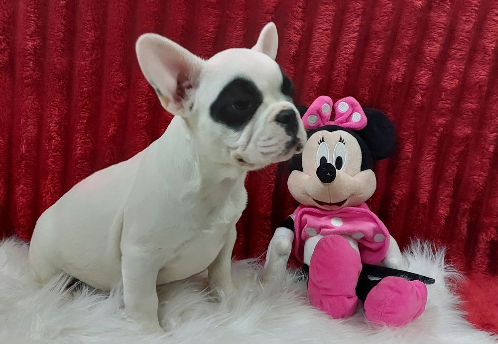 Bulldog francês menina