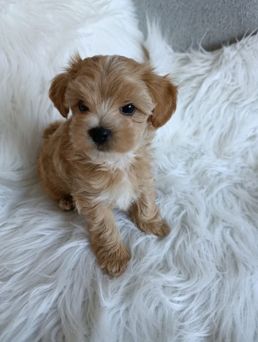 Maltipoo -cudowny  piesek