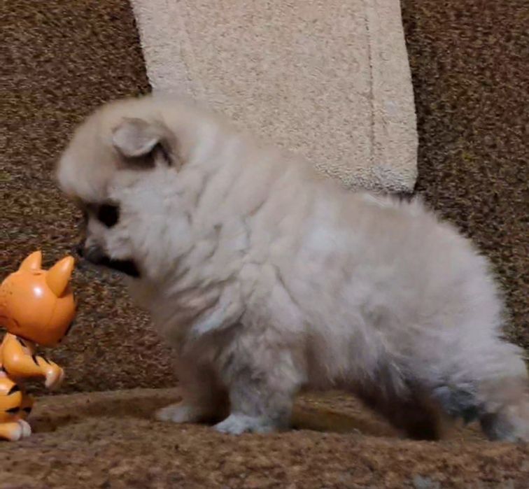 Кремовый мальчик