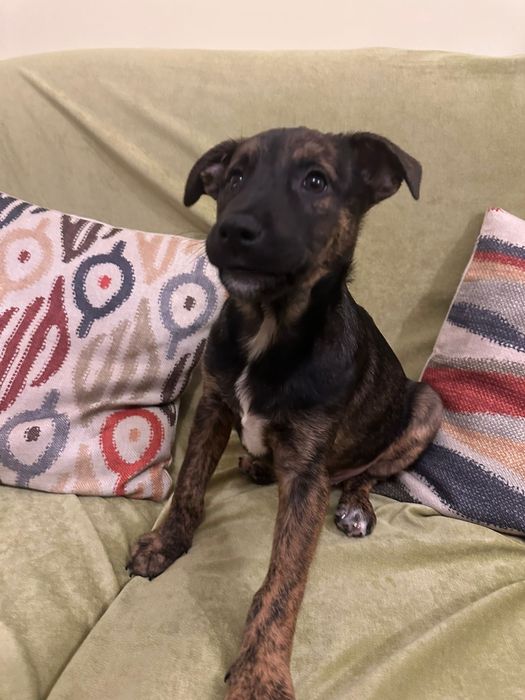 Cachorros bebés para adoção responsável